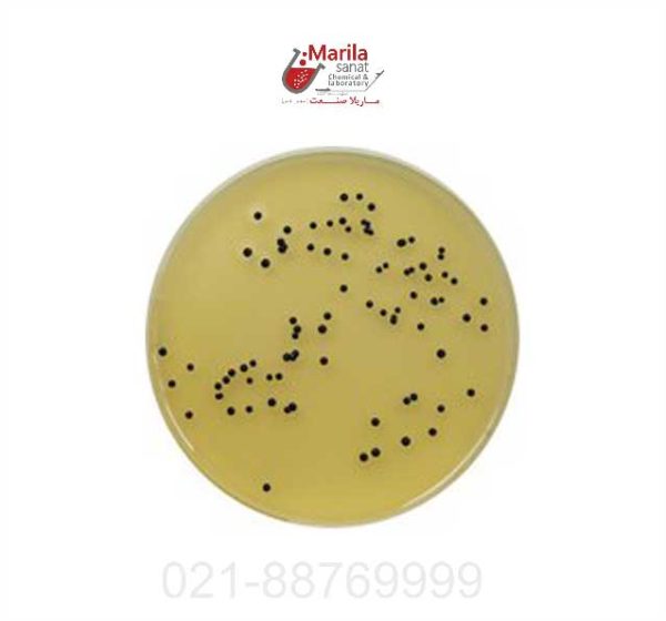 محیط کشت سالمونلا شیگلا (SS AGAR) کیولب